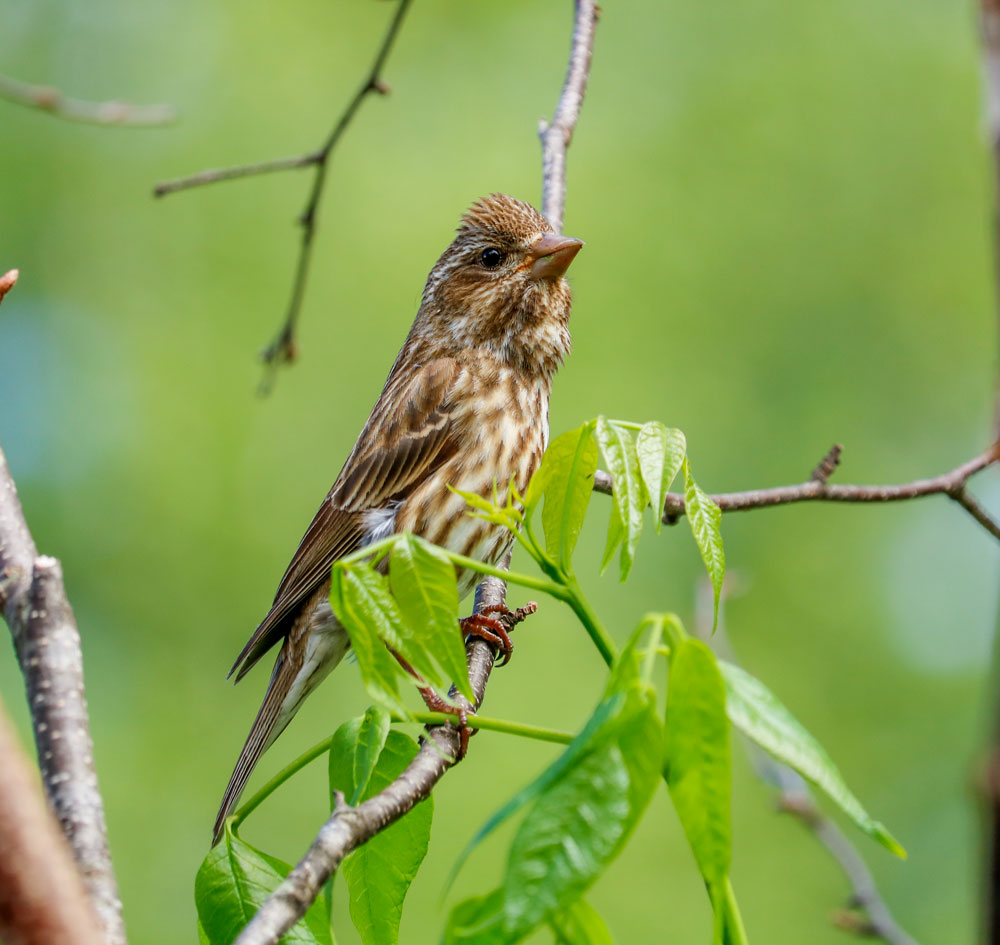 Voice Of The Purple Finch