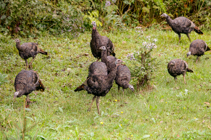 A Flock Of Wild Turkeys