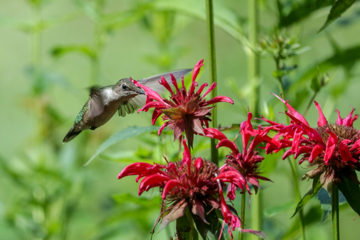 A Hovering Female Ruby Throated Hummingbird