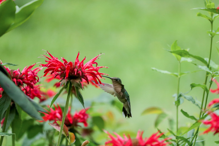 Hummingbird Bee Balm