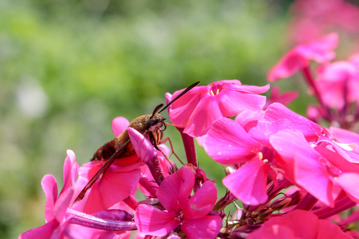 Hummingbird Moth Hemaris Resting On A Phlox Flower