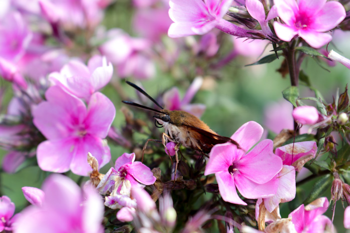 Hummingbird Moth Surrounded By Phlox Hemaris
