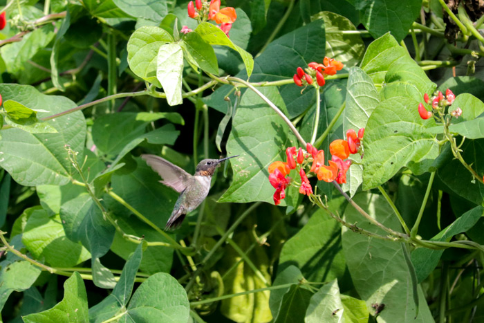 Male Ruby Throated Hummingbird Flying In Front Of Red Runner Beans