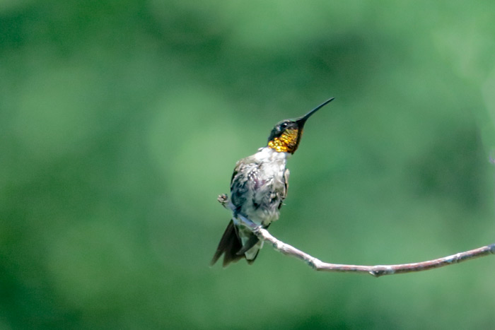 Juvenile Male Hummingbird