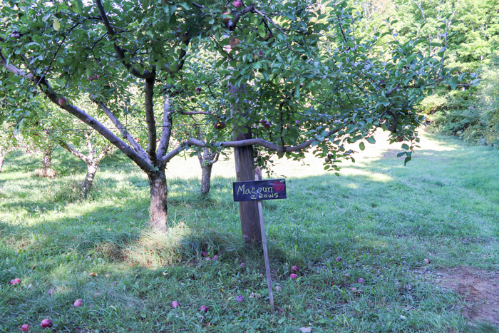 Macoun Apples