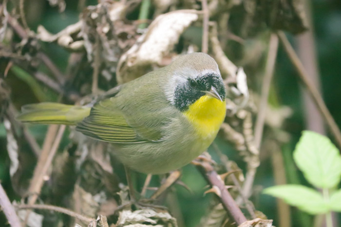 Male Common Yellowthroat In Thorny Branches