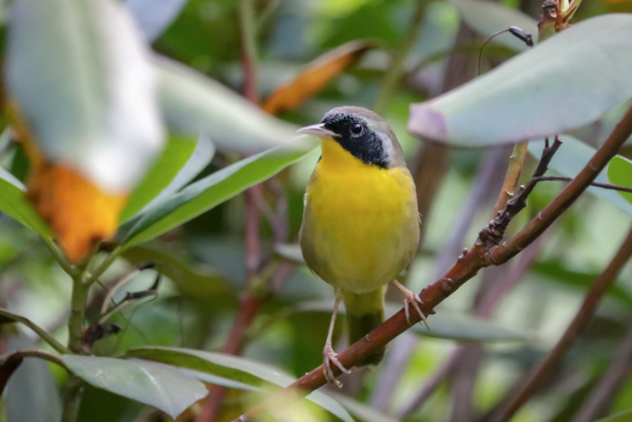 Male Common Yellowthroat Warbler In Rhododendron