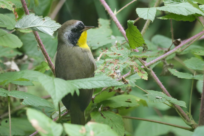A Male Common Yellowthroat