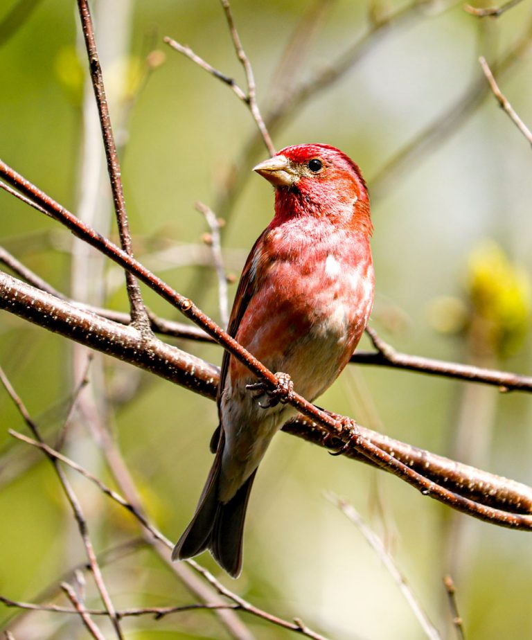 How to Tell the Difference Between the Female Purple Finch and Female ...