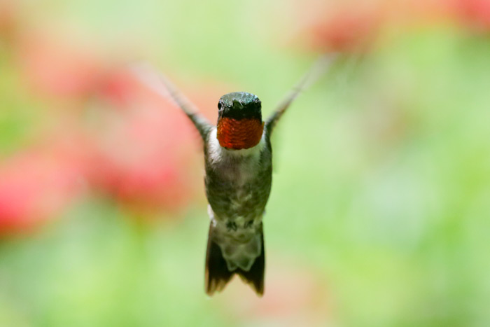 A Male Ruby Throated Hummingbird In Flight
