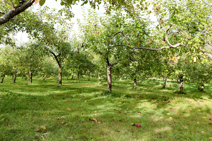 Rows Of Apple Trees