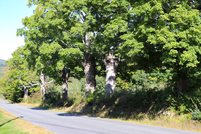 Row Of oak Trees