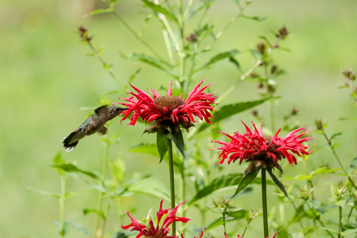 Summer Ruby Throated Hummingbird