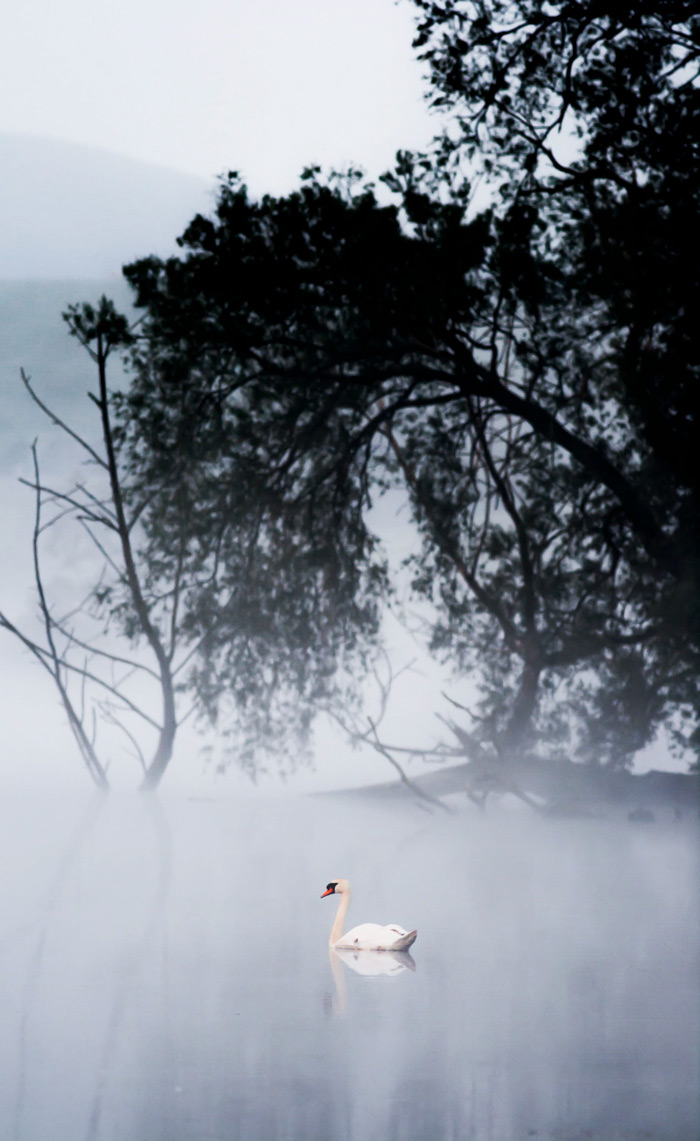 Swan In Fog