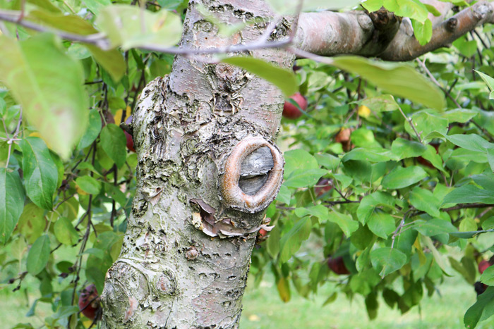 Tree Bark Knot