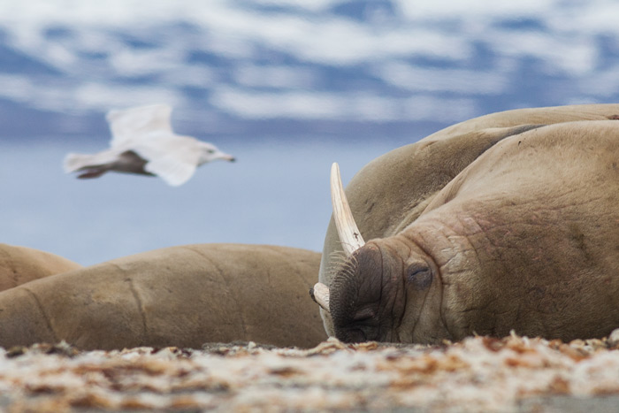 A Walrus On The Beach