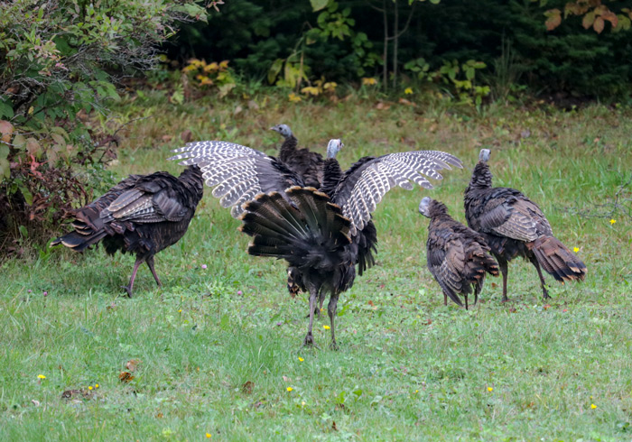 Wild Turkeys With Wings Out