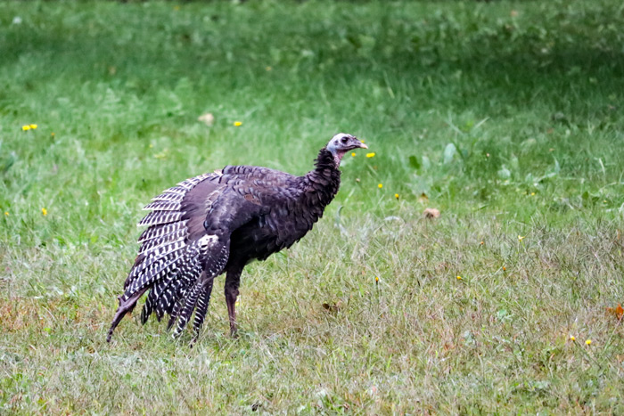 A Wild Turkey With An Outstretched Wing