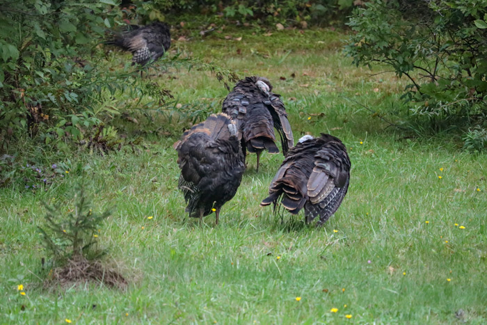 Wild Turkeys Preening Themselves