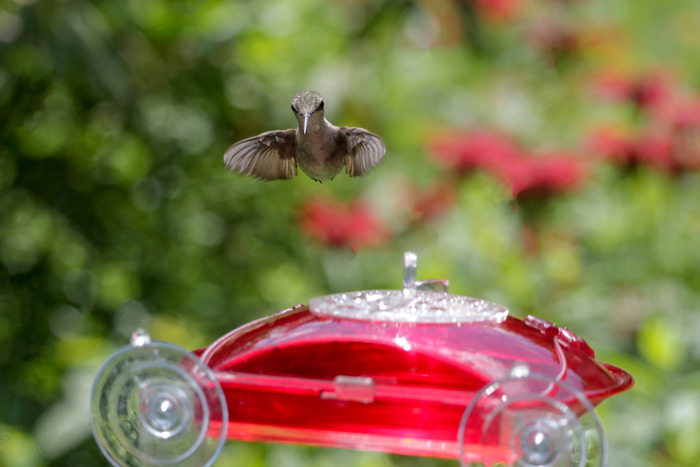 A Female Hummingbird Feeder Visiting A Window Feeder