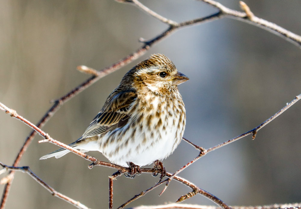 Female Purple Finch During The Winter
