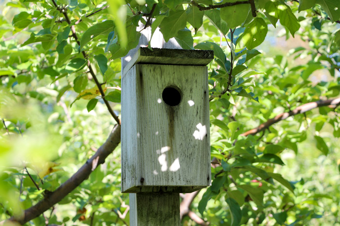 Wooden Bird Box In Apple Orchard