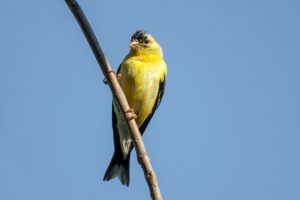 October In Maine: What Types Of Birds Can I Expect To See?