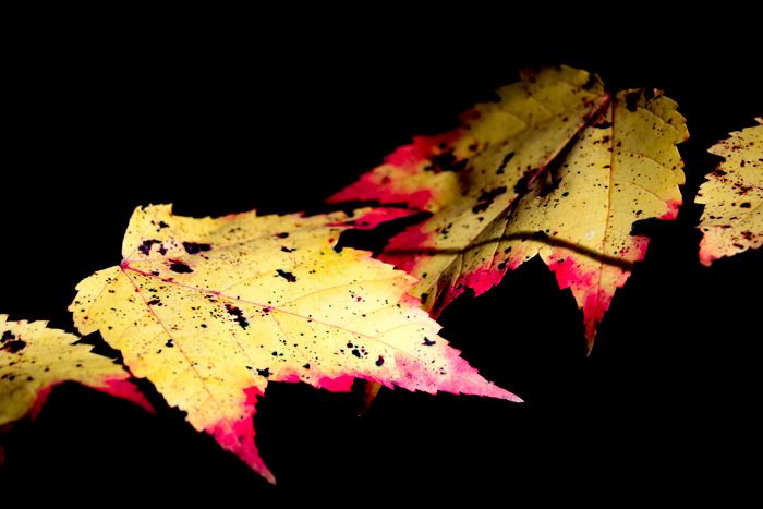 Autumn Leaves Against A Black Background