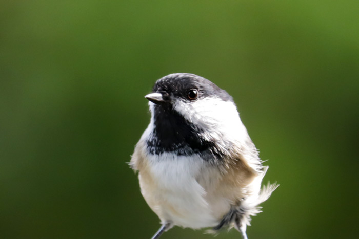 A Black Capped Chickadee Against A Green Background
