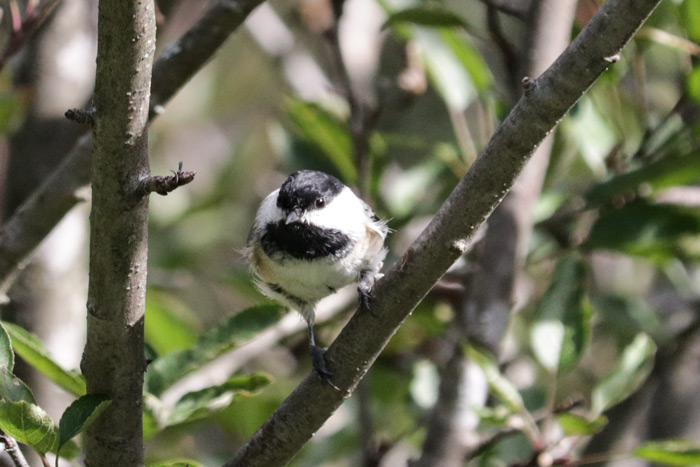 A Black Capped Chickadee Perched In An Apple Tree