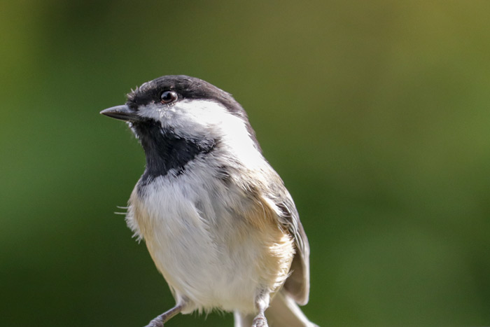 A Black Capped Chickadee Looking Into The Distance