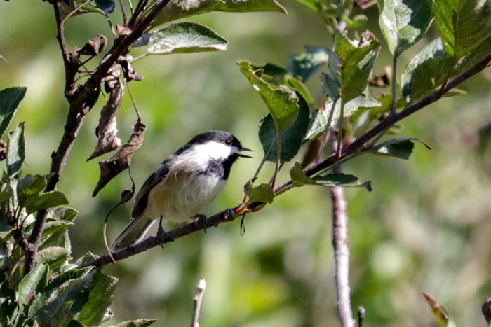 A Black Capped Chickadee Perched In An Apple Tree