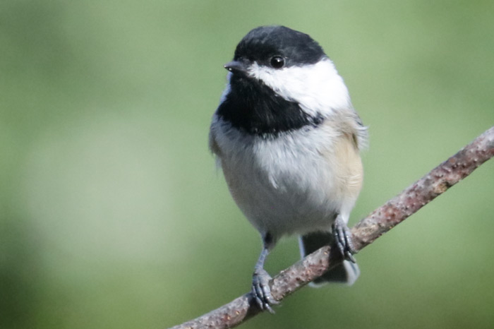 Black Capped Chickadee Perched