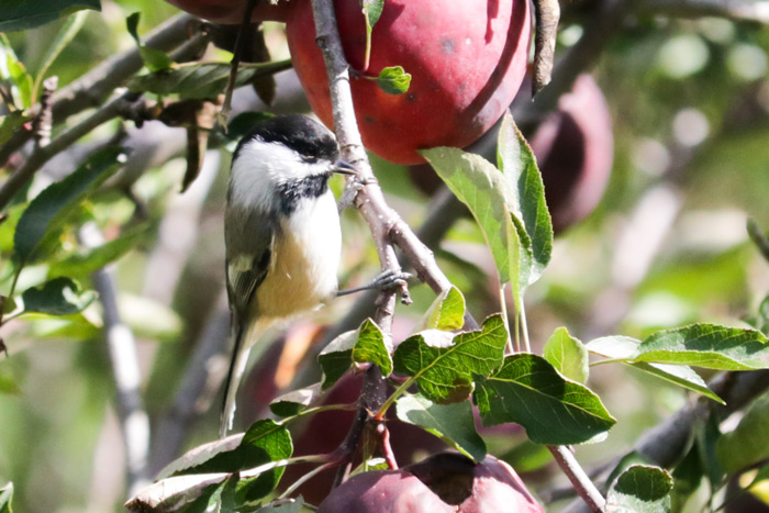 Black Capped Chickadees Among Apples