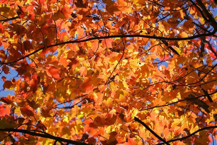 Brightly Colored Leaves
