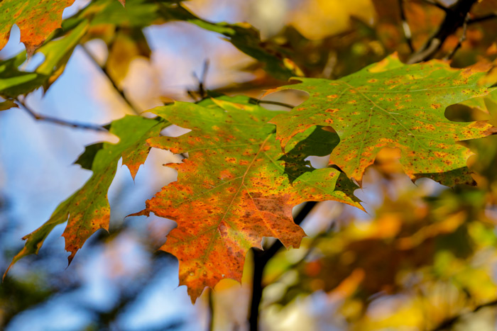 Changing Oak Leaves
