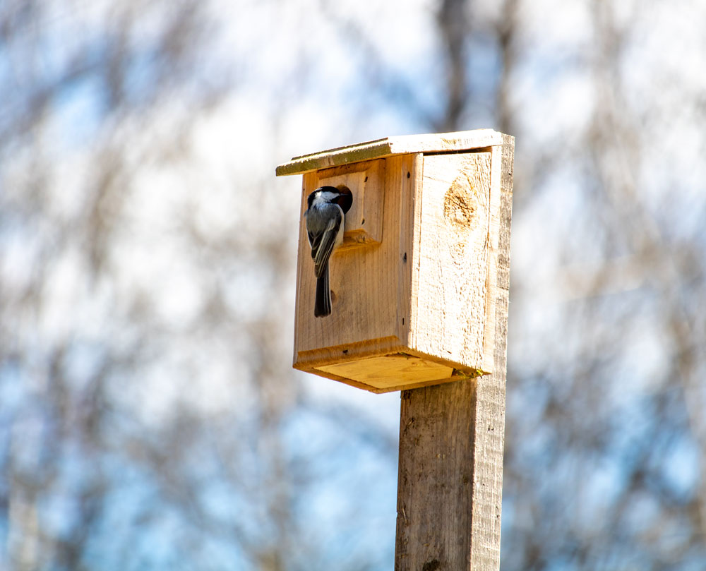 A Black Capped Chickadee Visiting A Nesting Box