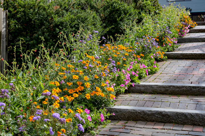 Flower Lined Path