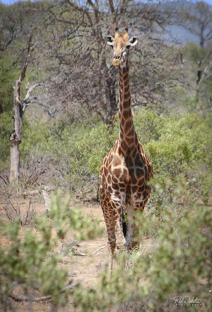 Giraffe In Africa