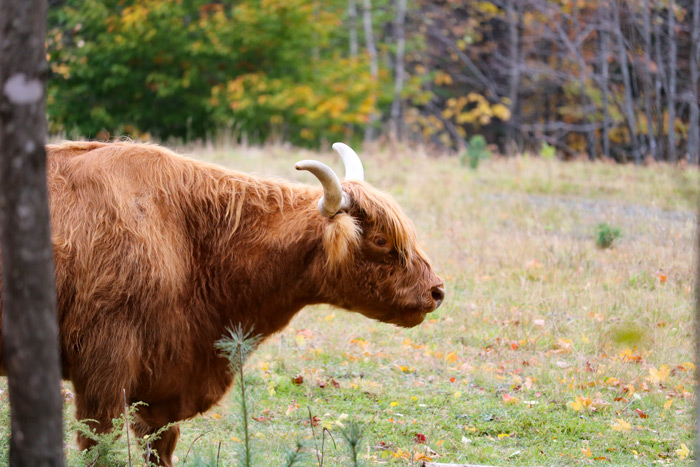 Highland Cattle Side View