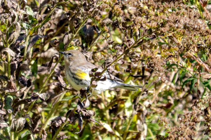 Immature Yellow Rumped Warbler