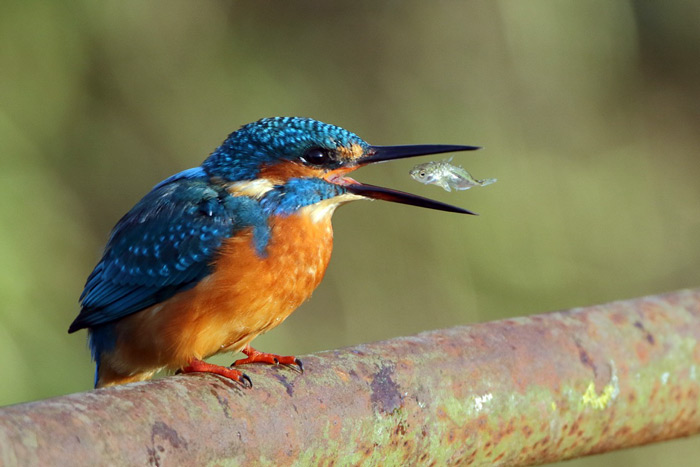 Kingfisher Catching Fish