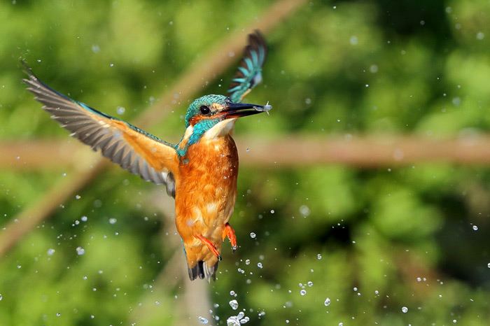 A Kingfisher In Midair 