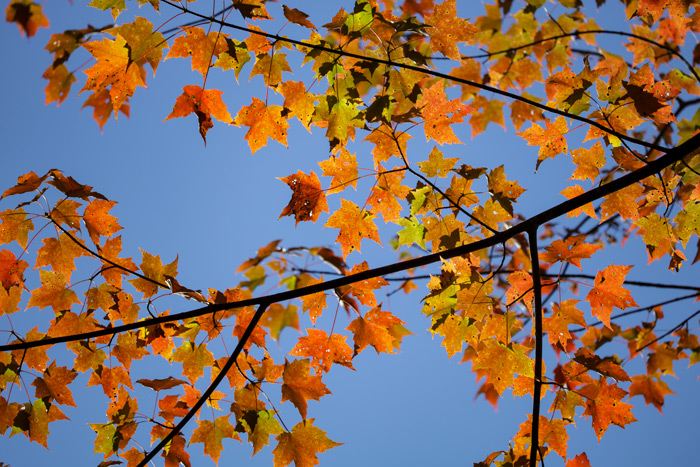 Looking Up At The Leaves