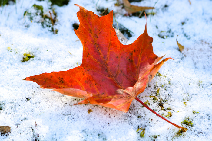 Red Maple Leaf On Snow