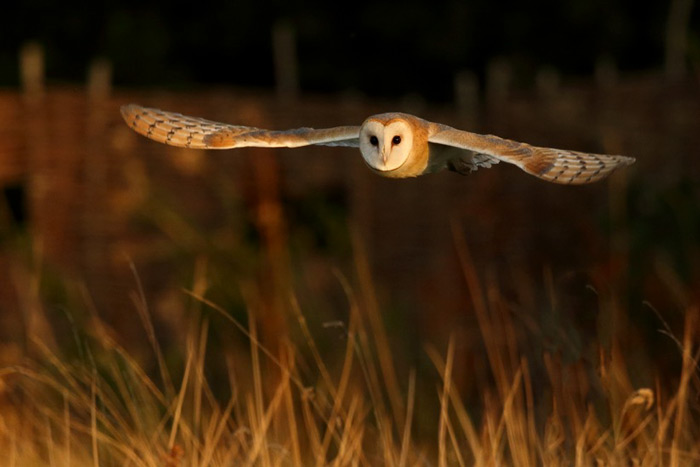 Owl Flying Through The Air