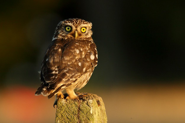 Owl On Post
