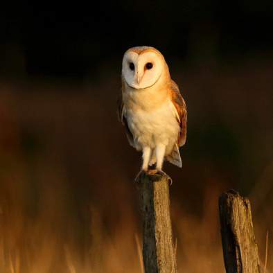 Owl Perched On A Wooden Post
