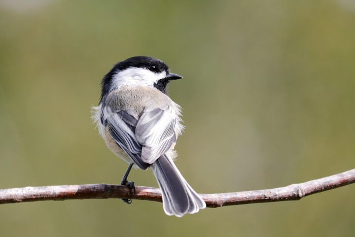 A Perched Black Capped Chickadee