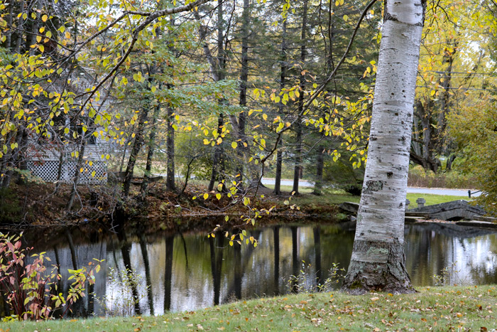 A Pond With A Birch Tree